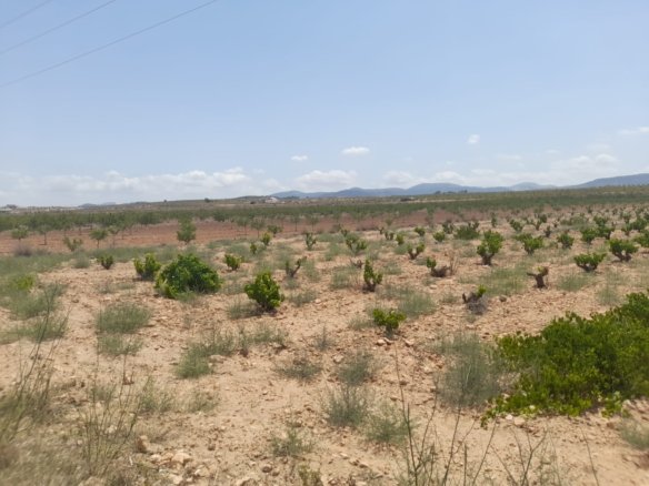 Land in Pinoso - Caza De Casa
