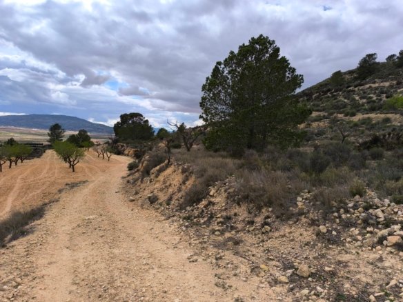 Land in Pinoso - Caza De Casa
