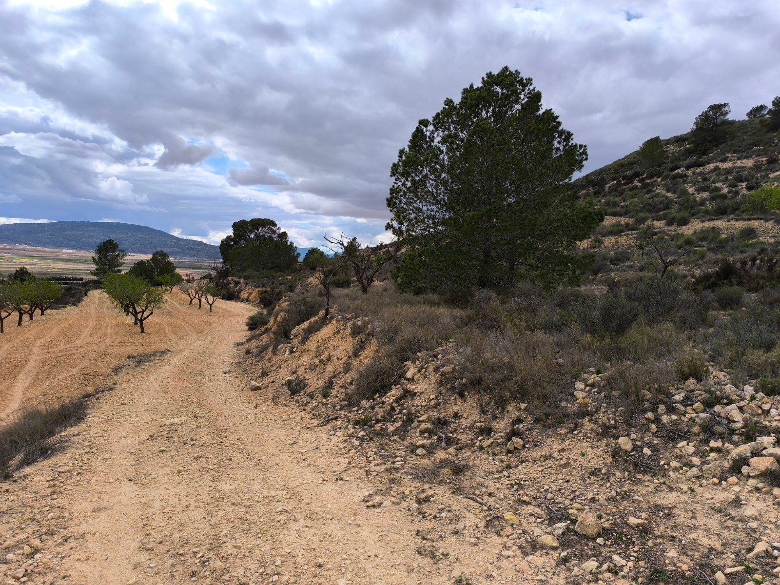 Land in Pinoso - Caza De Casa