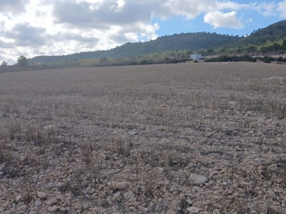 110,000 m² Land in Yecla - Caza De Casa