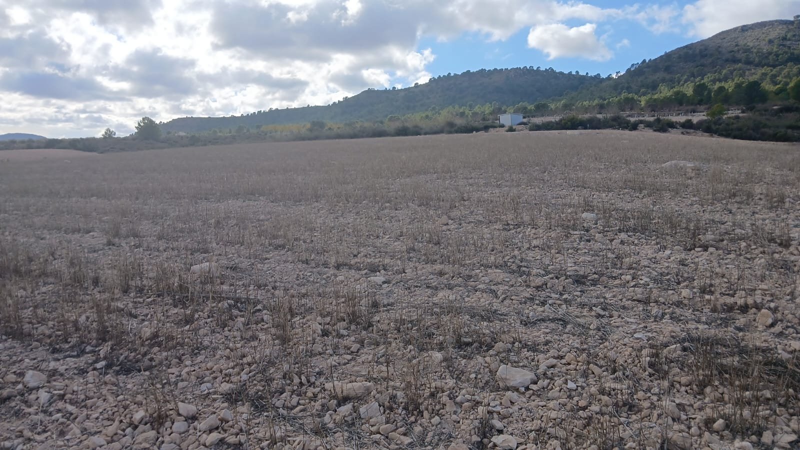 110,000 m² Land in Yecla - Caza De Casa
