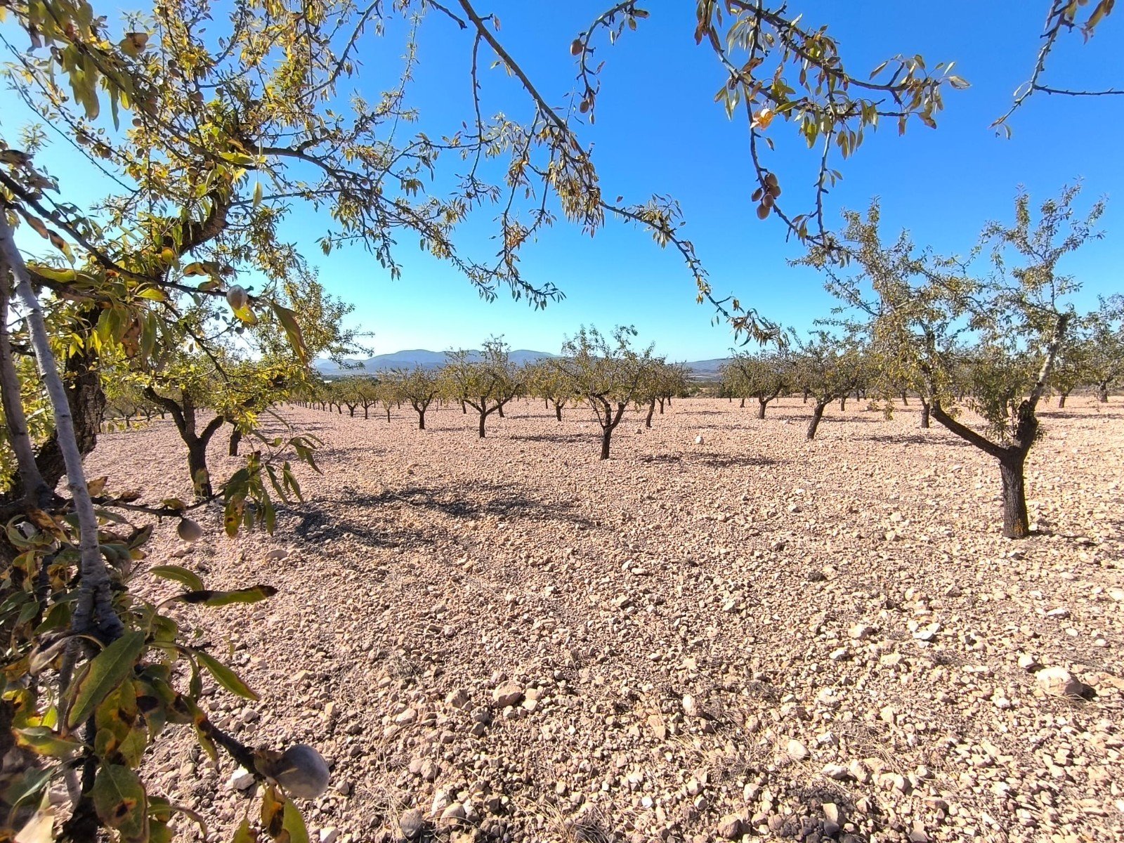 Land in Monóvar/Monóver - Caza De Casa