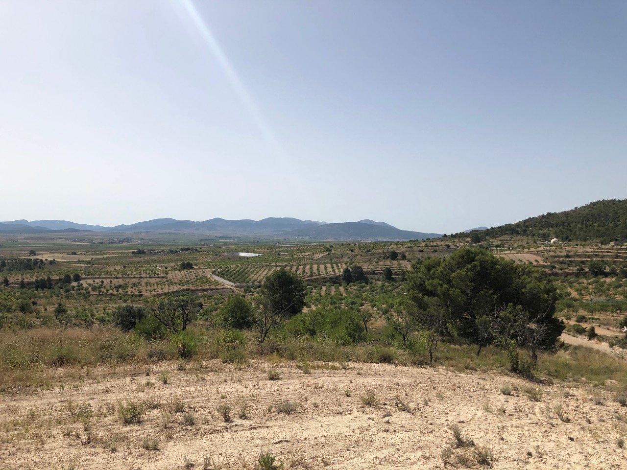 31,486 m² Land in Yecla - Caza De Casa