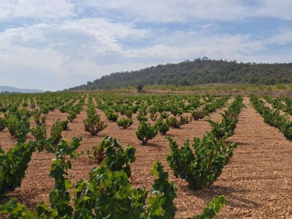 Land in Abanilla - Caza De Casa