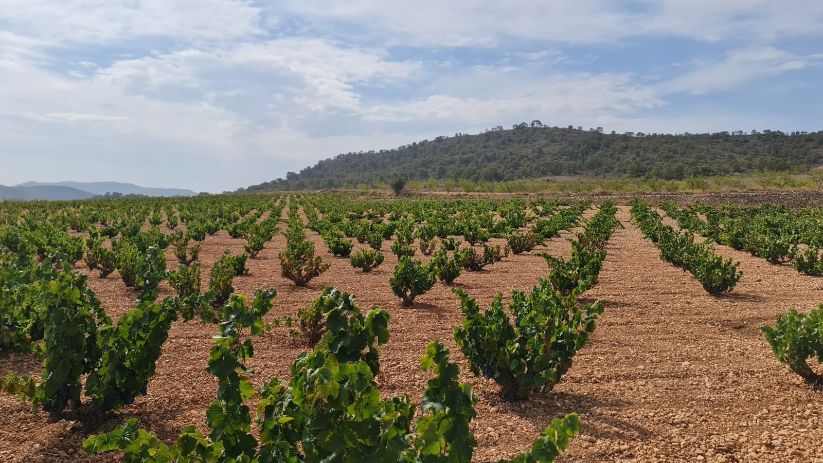 Land in Abanilla - Caza De Casa