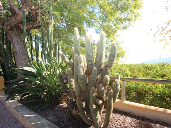 6 Bedroom 3 Bathroom Finca in Murcia - Caza De Casa