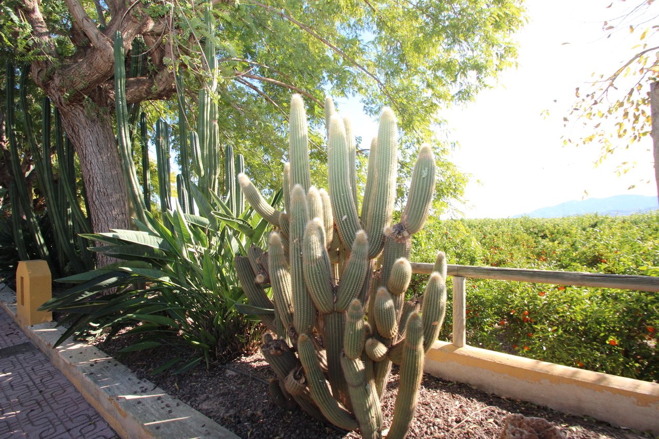 6 Bedroom 3 Bathroom Finca in Murcia - Caza De Casa