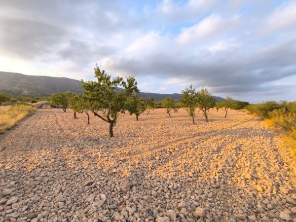 9,157 m² Land in Pinoso - Caza De Casa