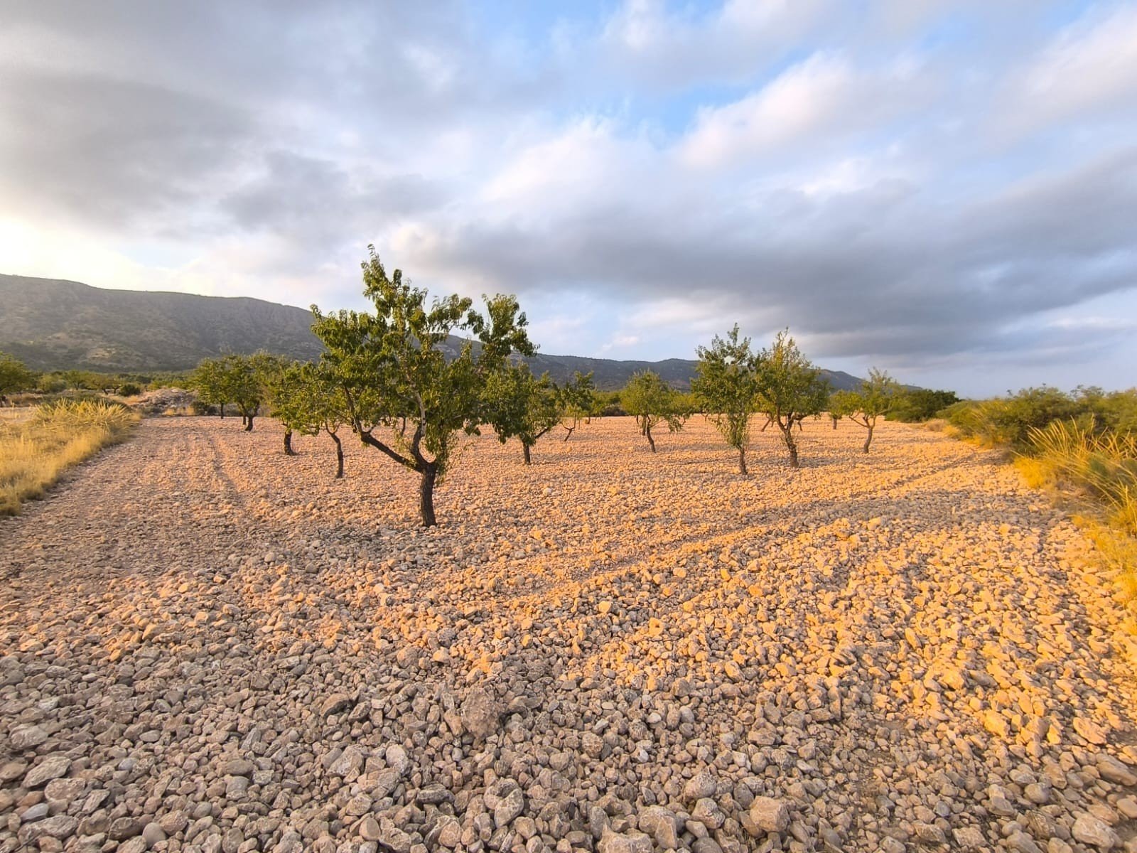 9,157 m² Land in Pinoso - Caza De Casa