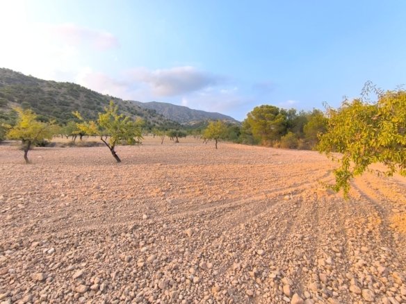 4,797 m² Land in Pinoso - Caza De Casa