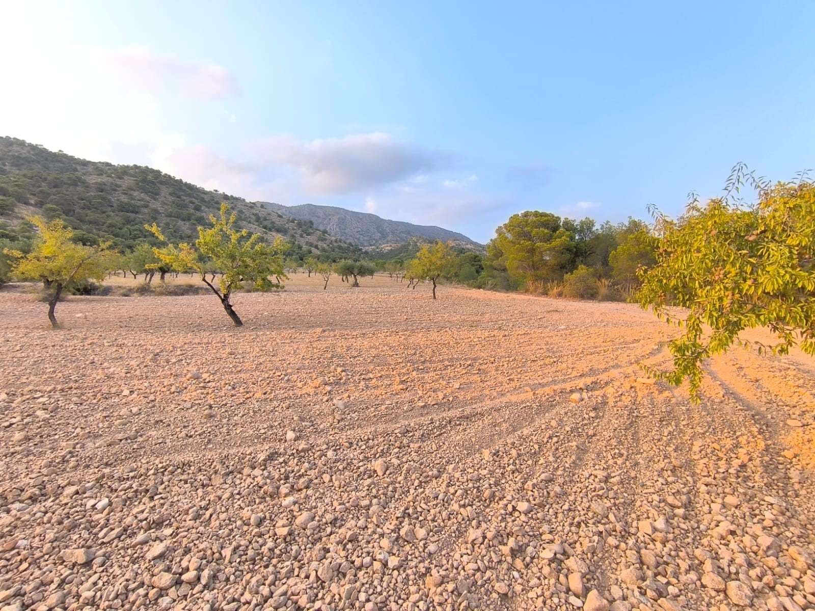 4,797 m² Land in Pinoso - Caza De Casa