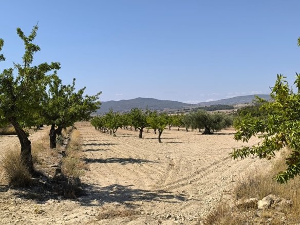 Land in Monóvar/Monóver - Caza De Casa