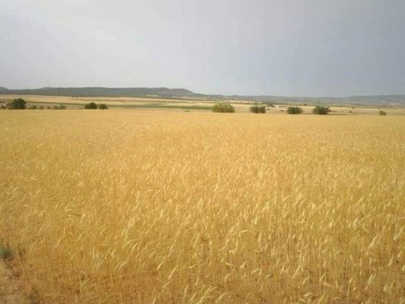 600 m² Land in Yecla - Caza De Casa