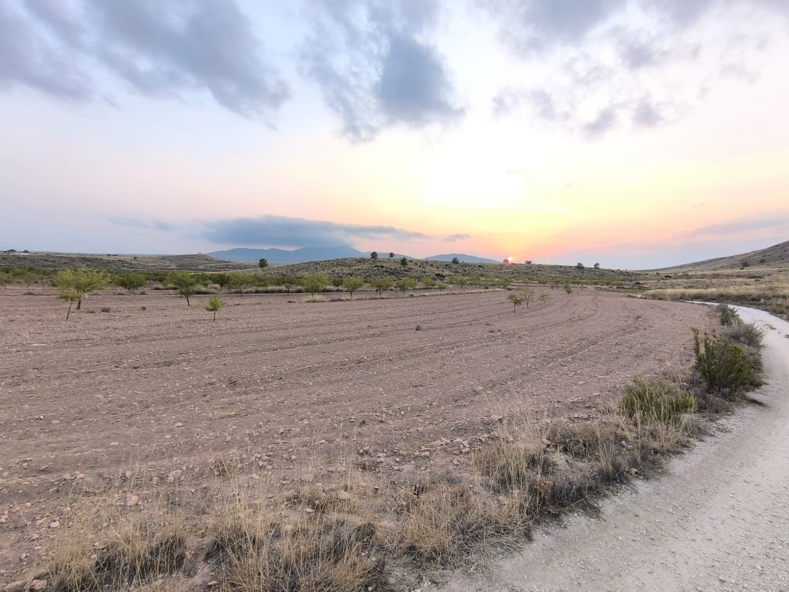 10,354 m² Land in Pinoso - Caza De Casa