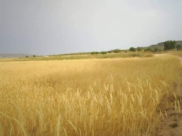 600 m² Land in Yecla - Caza De Casa