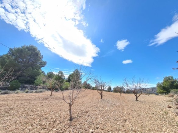 Land in Pinoso - Caza De Casa