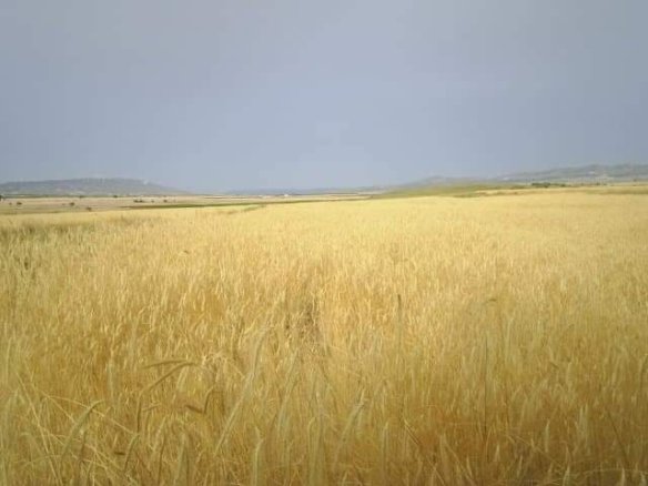 600 m² Land in Yecla - Caza De Casa