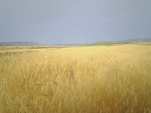 600 m² Land in Yecla - Caza De Casa