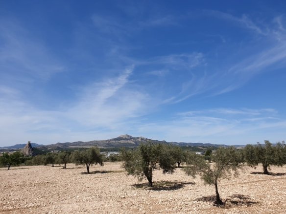 22,499 m² Land in Sax - Caza De Casa