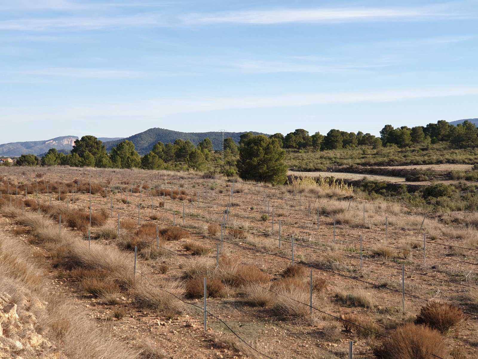 12,116 m² Land in Pinoso - Caza De Casa