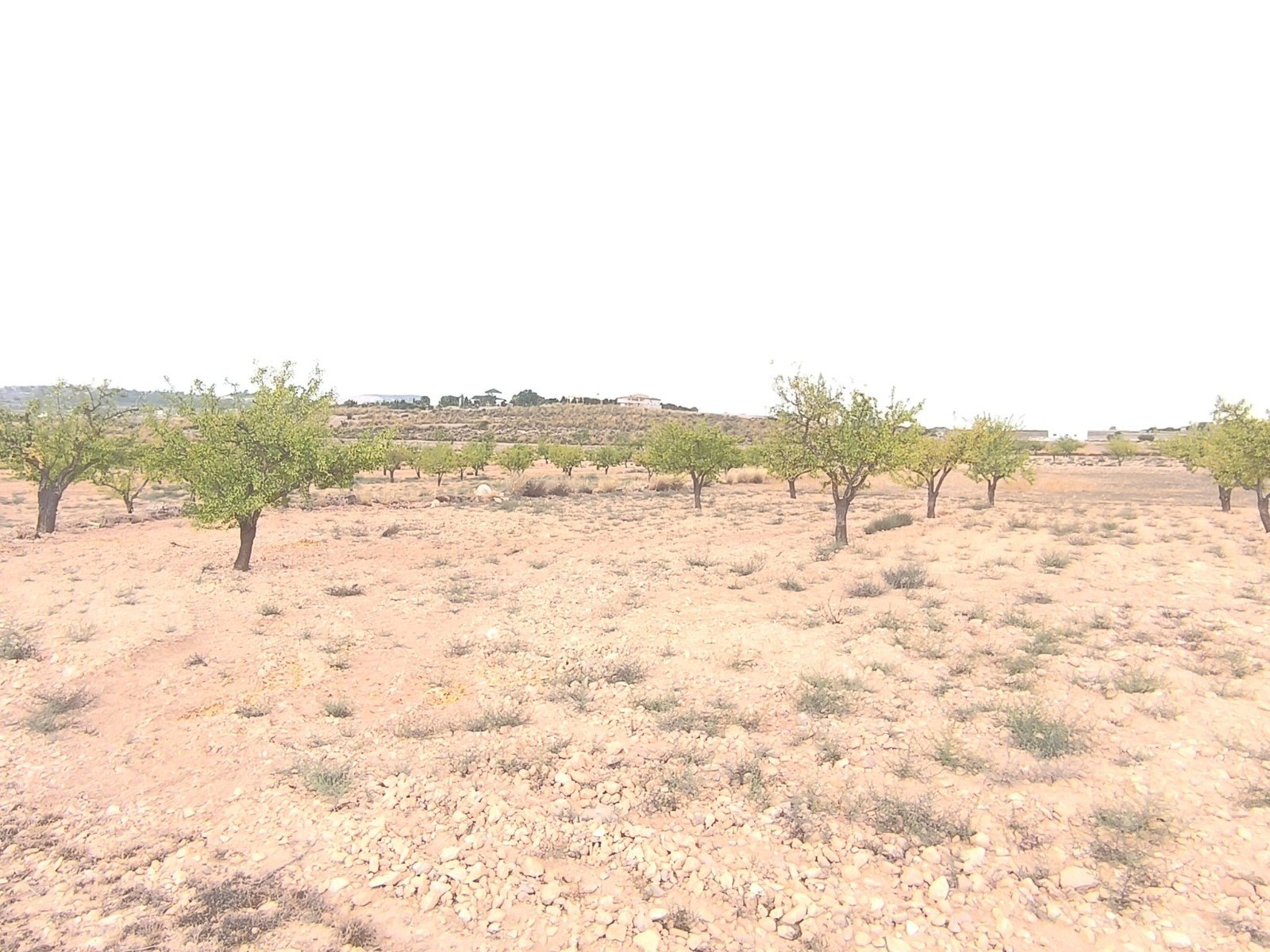 46,696 m² Land in Pinoso - Caza De Casa