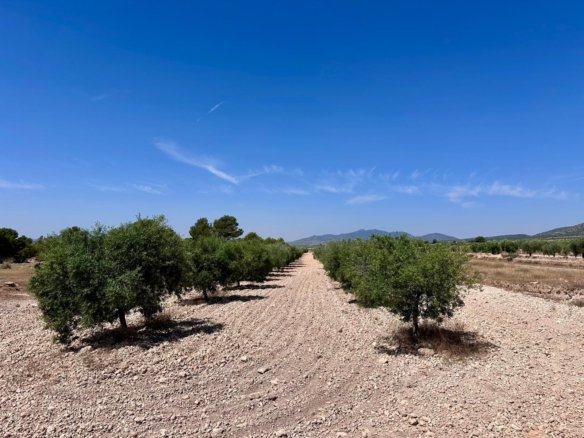 48,000 m² Land in Monóvar/Monóver - Caza De Casa