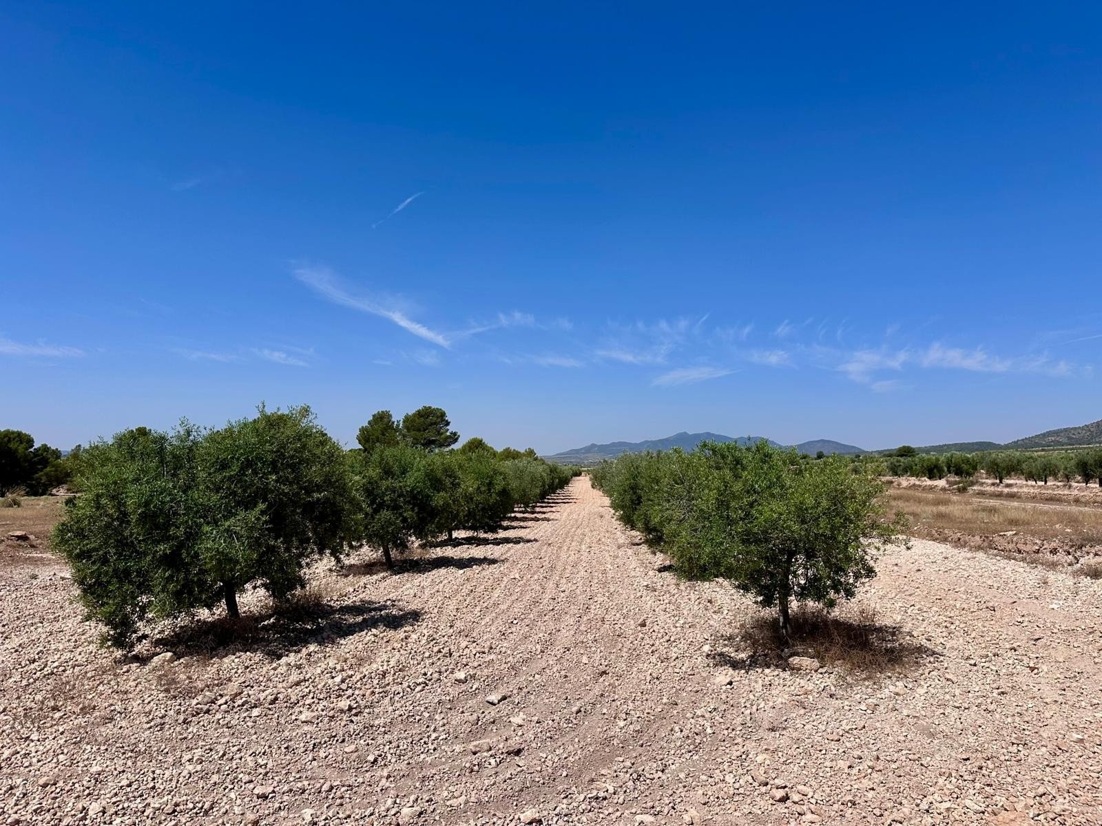 48,000 m² Land in Monóvar/Monóver - Caza De Casa