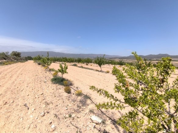 14,890 m² Land in Monóvar/Monóver - Caza De Casa