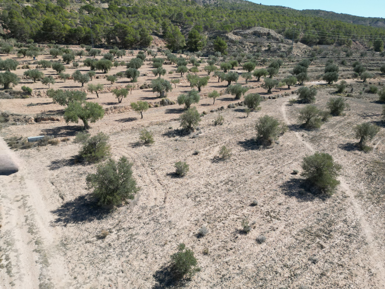 Land in Pinoso - Caza De Casa