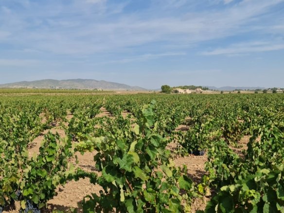 138,210 m² Land in Pinoso - Caza De Casa