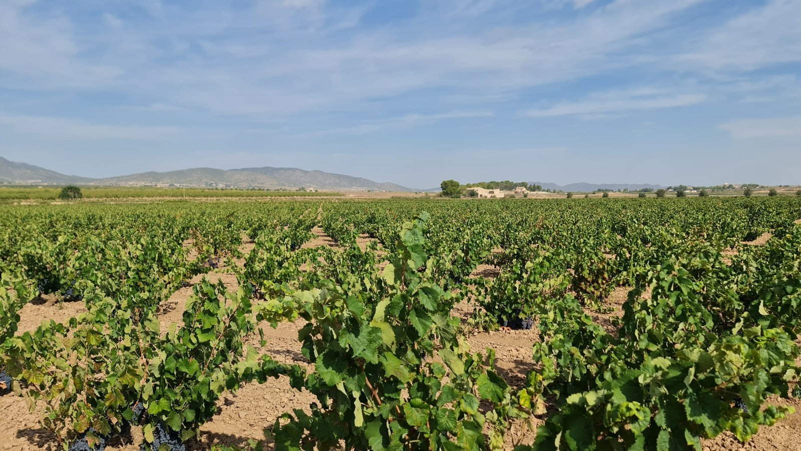 138,210 m² Land in Pinoso - Caza De Casa