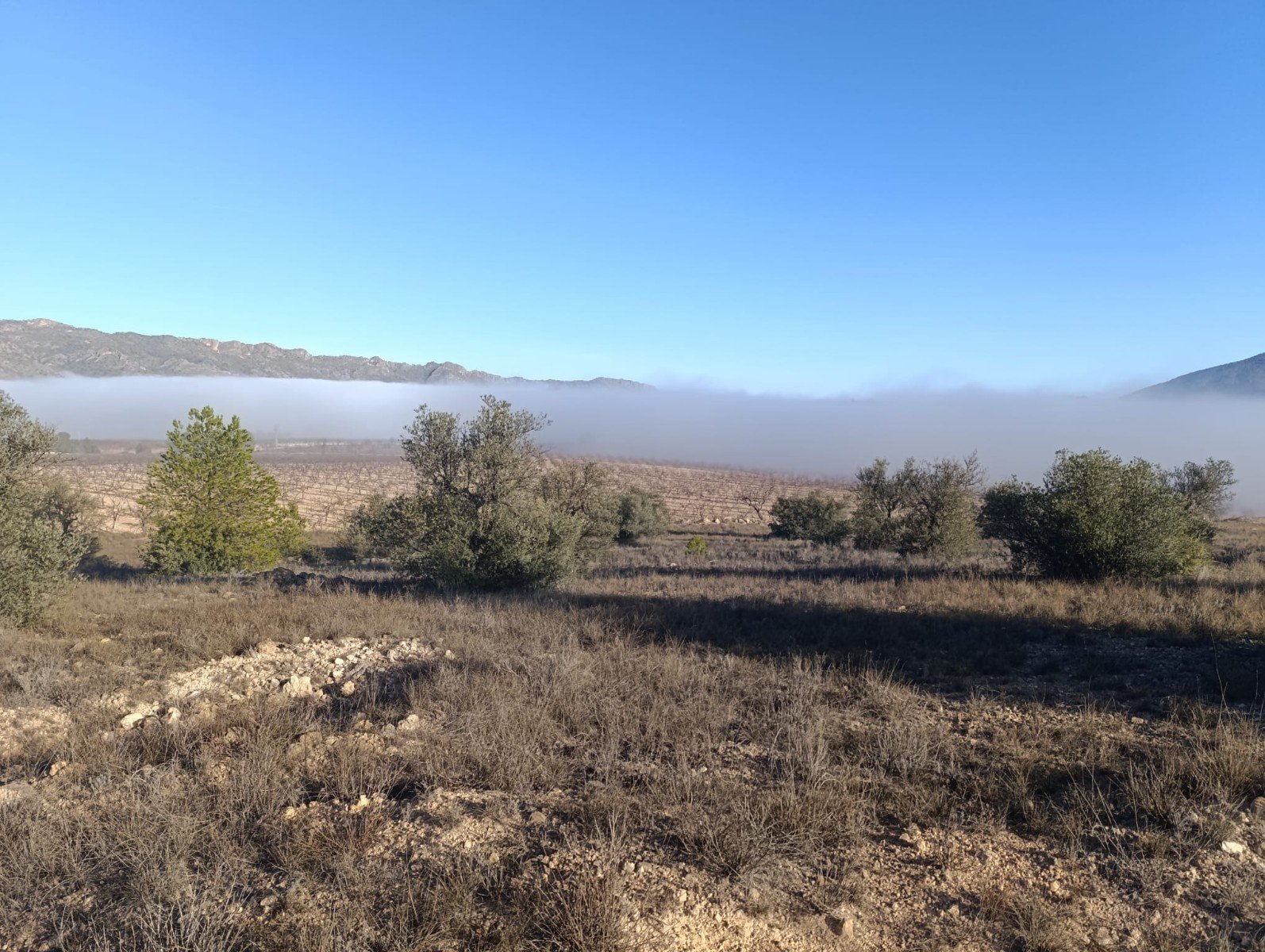 9,197 m² Land in Yecla - Caza De Casa