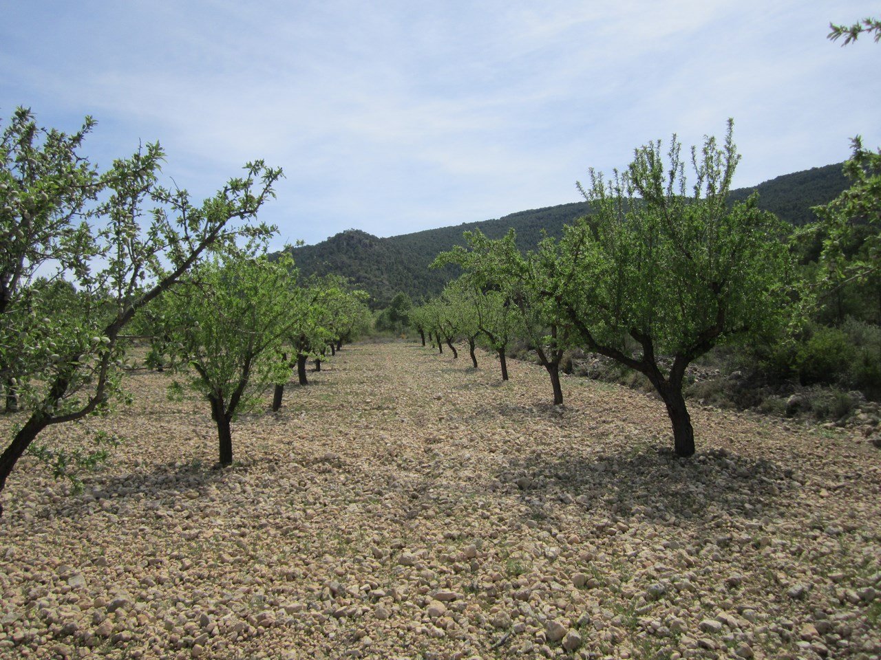 3d272477c4202e31 Land in Yecla - Caza De Casa