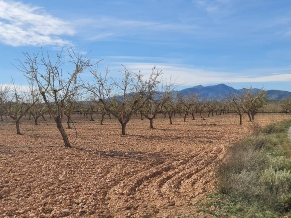 27,528 m² Land in Pinoso - Caza De Casa