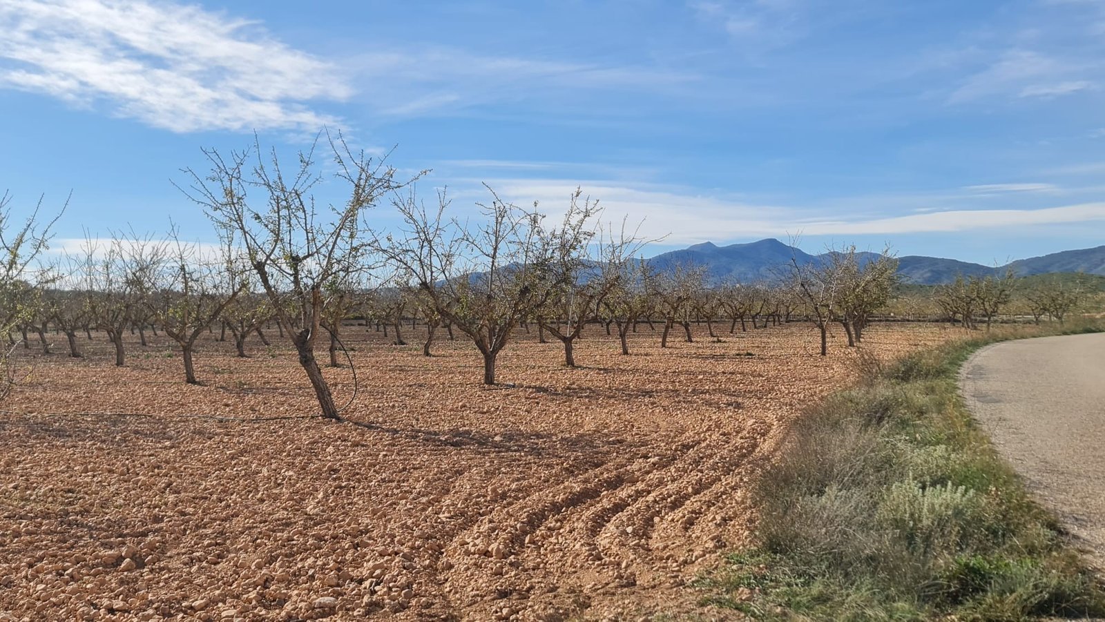 27,528 m² Land in Pinoso - Caza De Casa