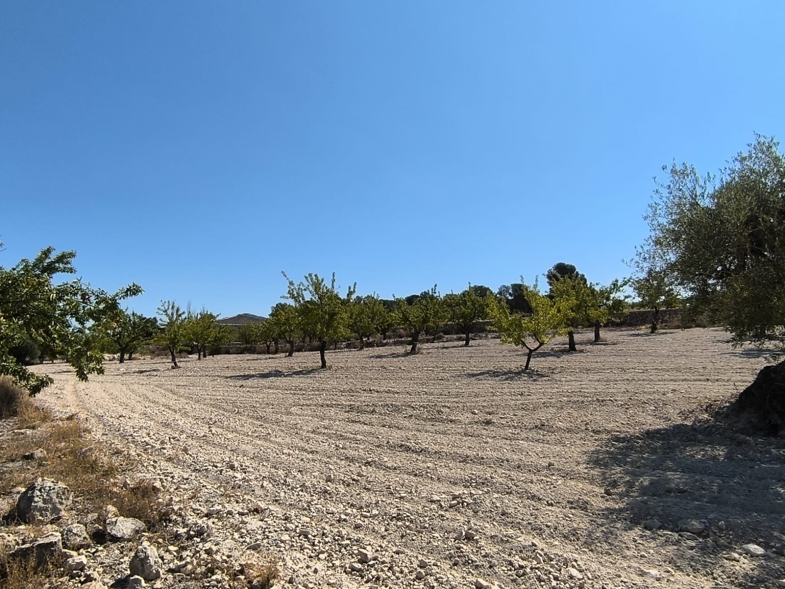 Land in Monóvar/Monóver - Caza De Casa