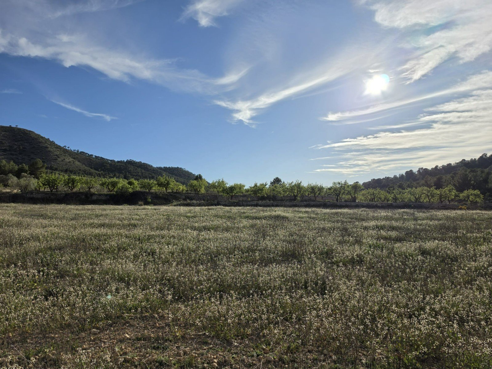 8,802 m² Land in Monóvar/Monóver - Caza De Casa