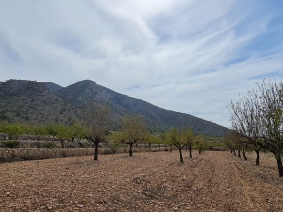 Land in Algueña - Caza De Casa