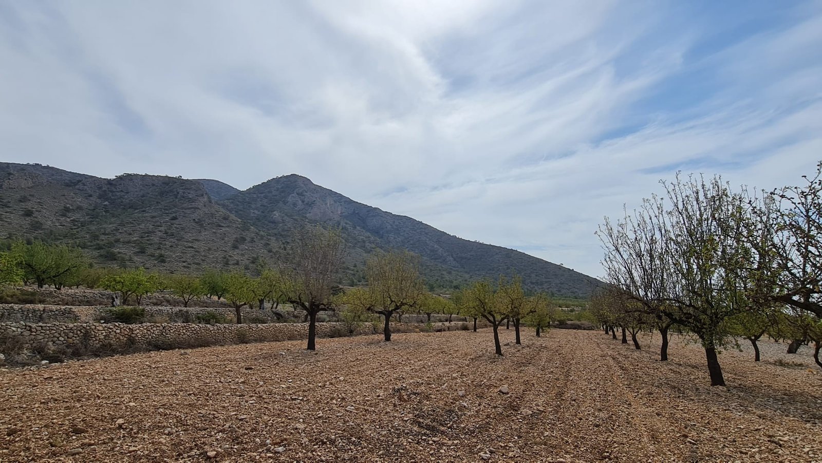 Land in Algueña - Caza De Casa