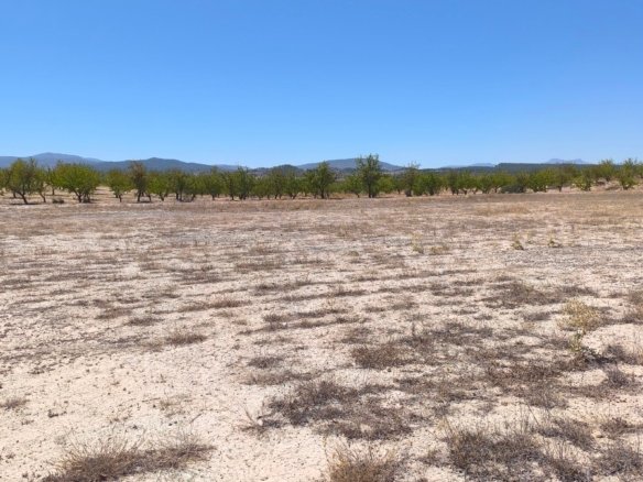 14,350 m² Land in Pinoso - Caza De Casa