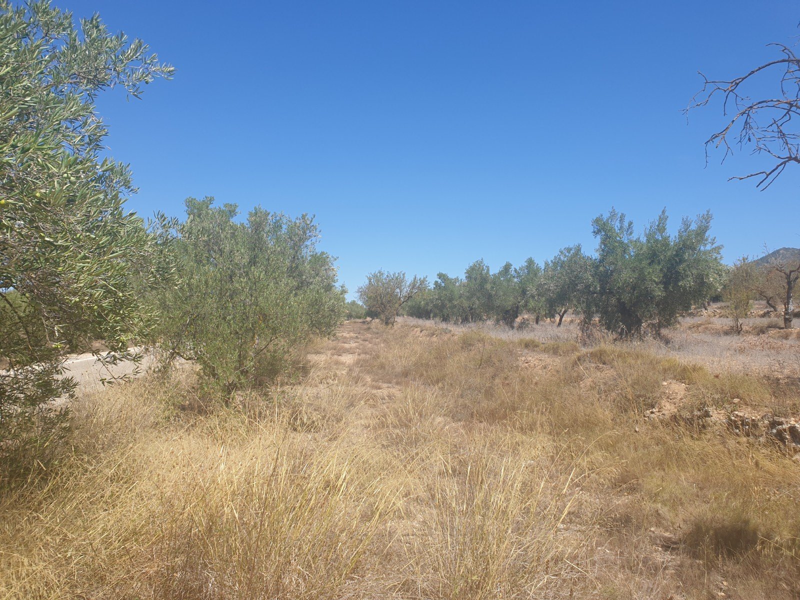 9,500 m² Land in Biar - Caza De Casa