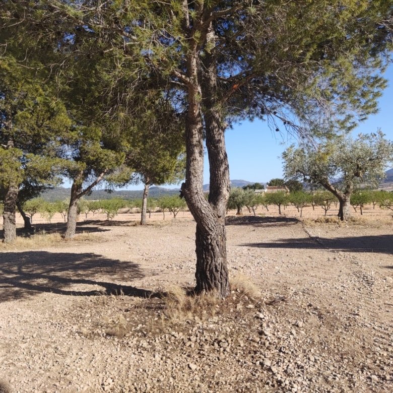 Land in Pinoso - Caza De Casa