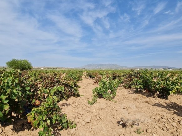 Land in Pinoso - Caza De Casa