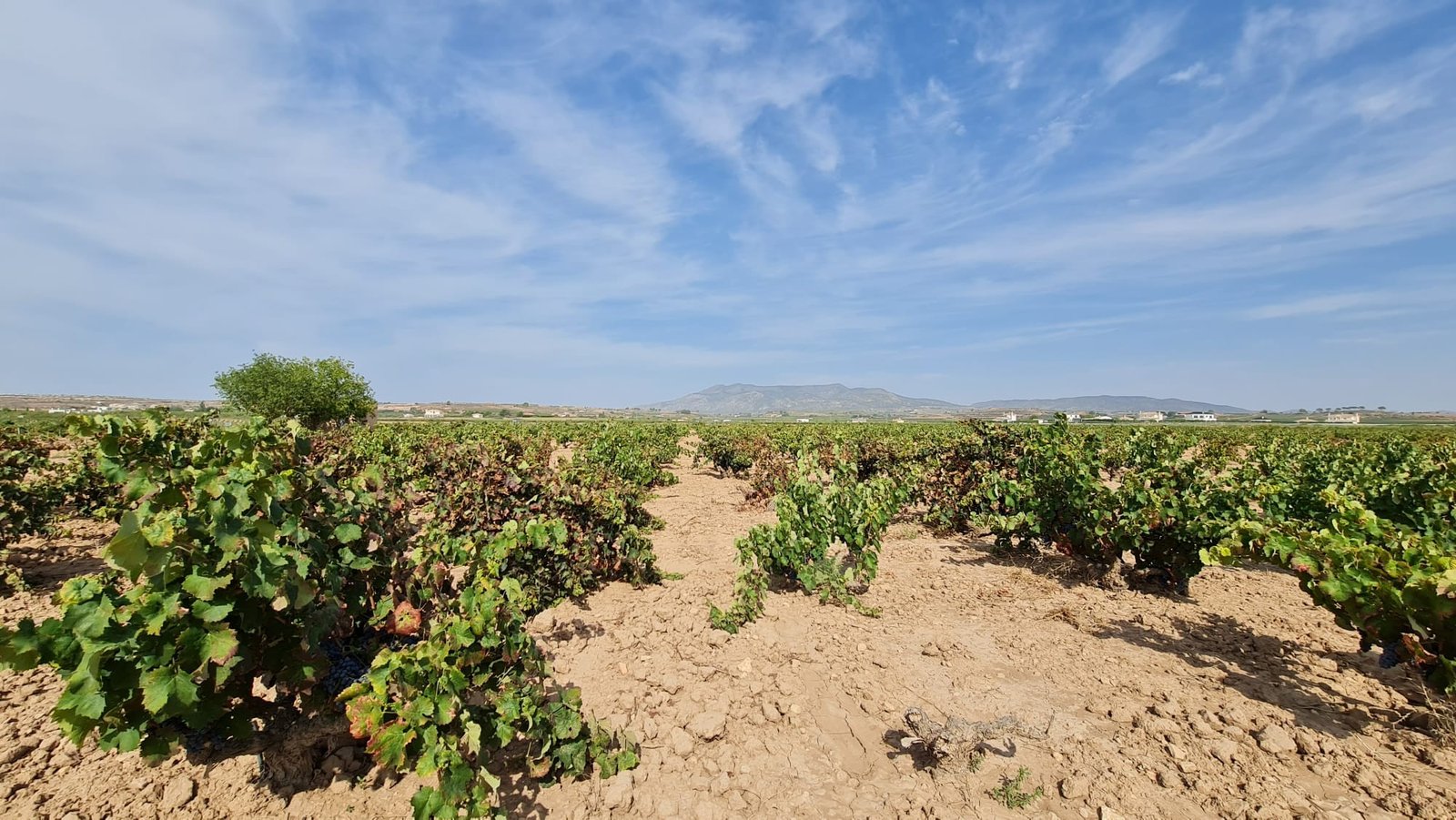 Land in Pinoso - Caza De Casa