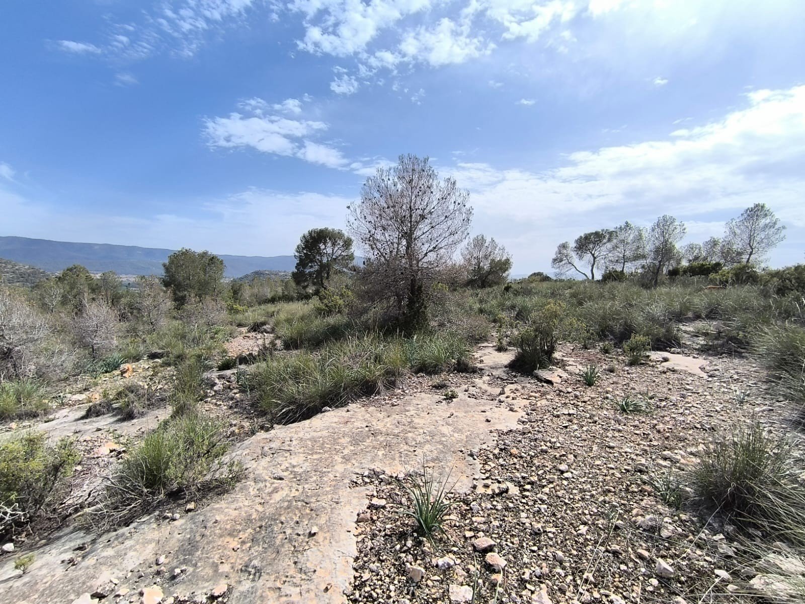 Land in Yecla - Caza De Casa