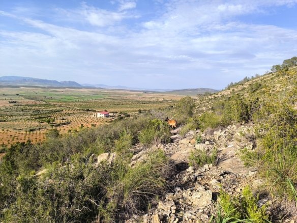 Land in Yecla - Caza De Casa