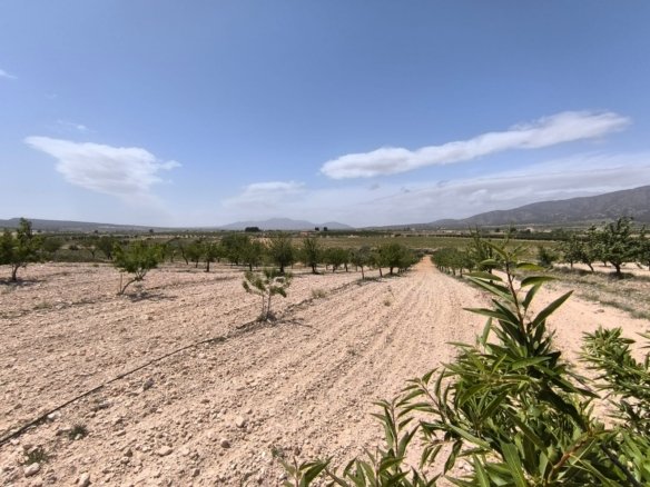 5,750 m² Land in Pinoso - Caza De Casa