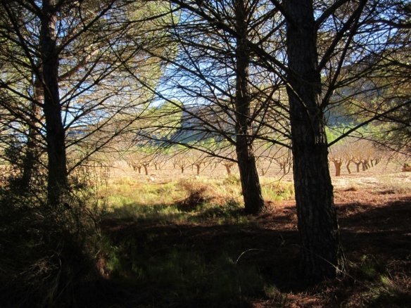 8,266 m² Land in Yecla - Caza De Casa