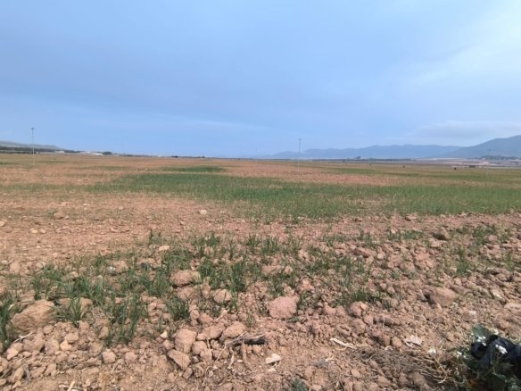 121,000 m² Land in Yecla - Caza De Casa