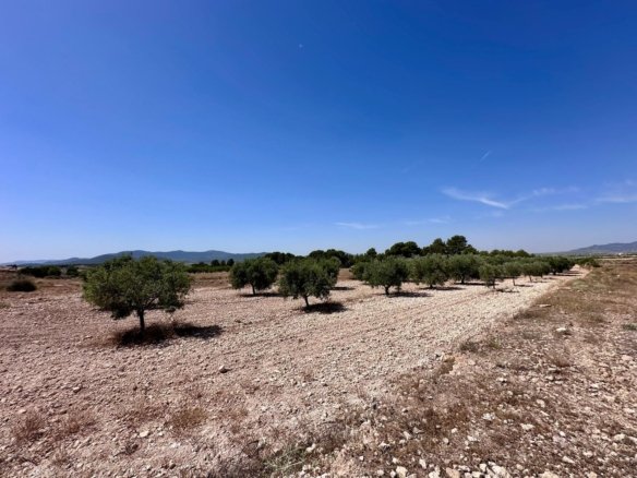 48,000 m² Land in Monóvar/Monóver - Caza De Casa